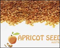 Web design client - Apricot Seeds Australia